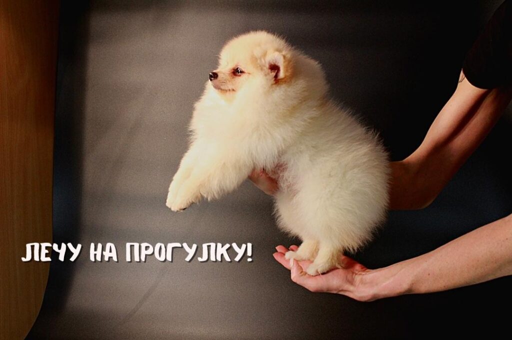 Здоровье щенка